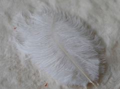 Перья, Белый, 15-20 см, 10 шт.